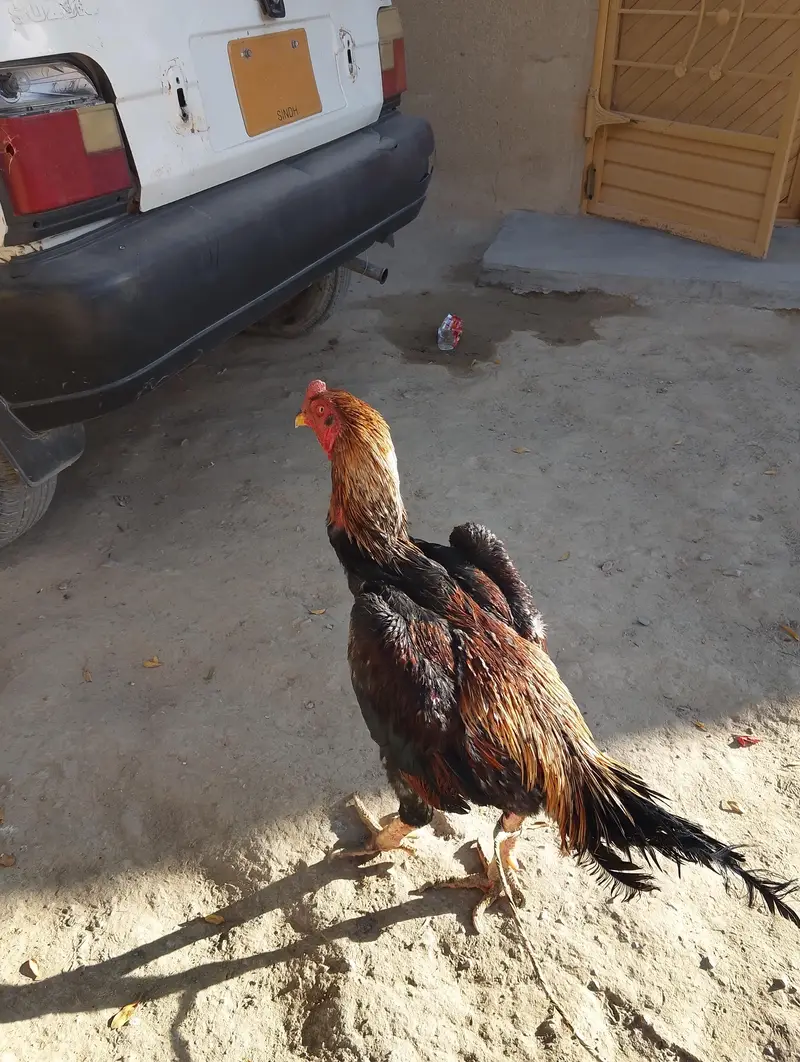 Jarman sahmo for sell — photo 2