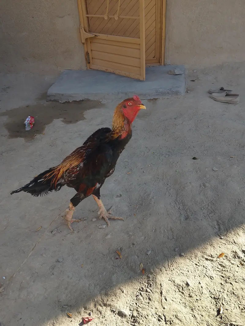 Jarman sahmo for sell — photo 3