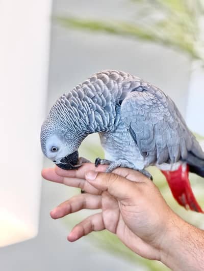 African Cango Grey parrot, Fully hand tamed, Healthy and active bird