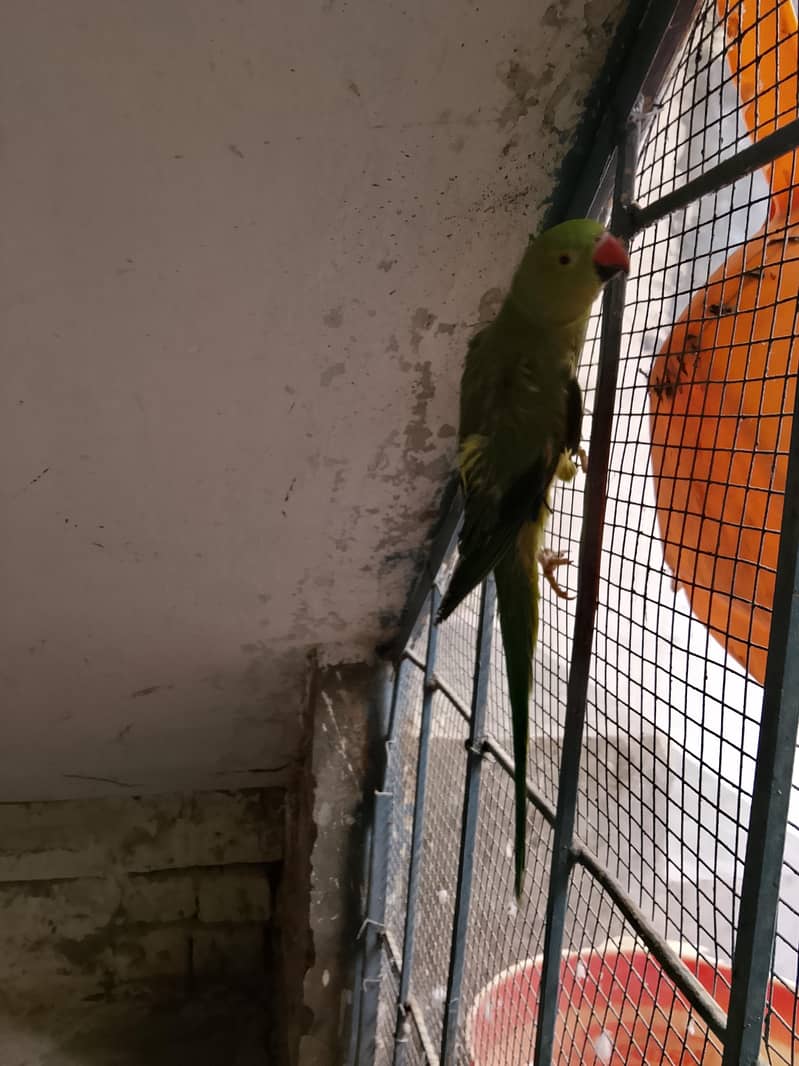 ringneck 0