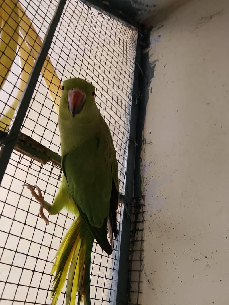 ringneck 1