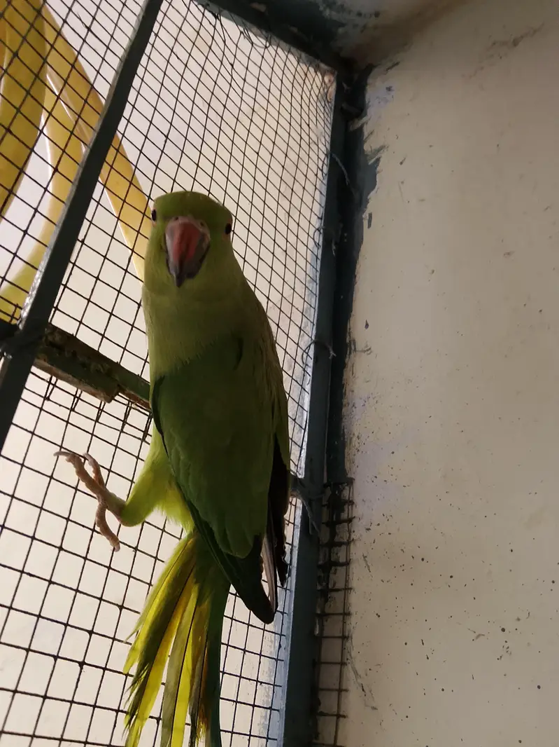 ringneck — photo 2