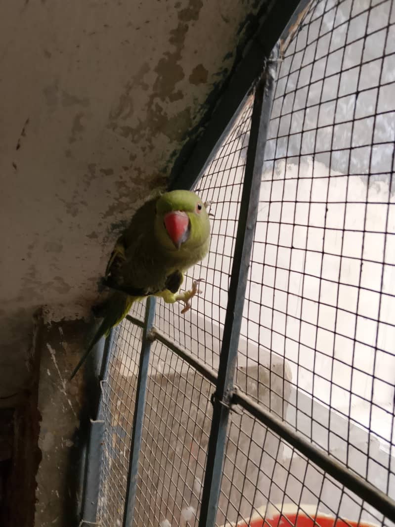 ringneck 2