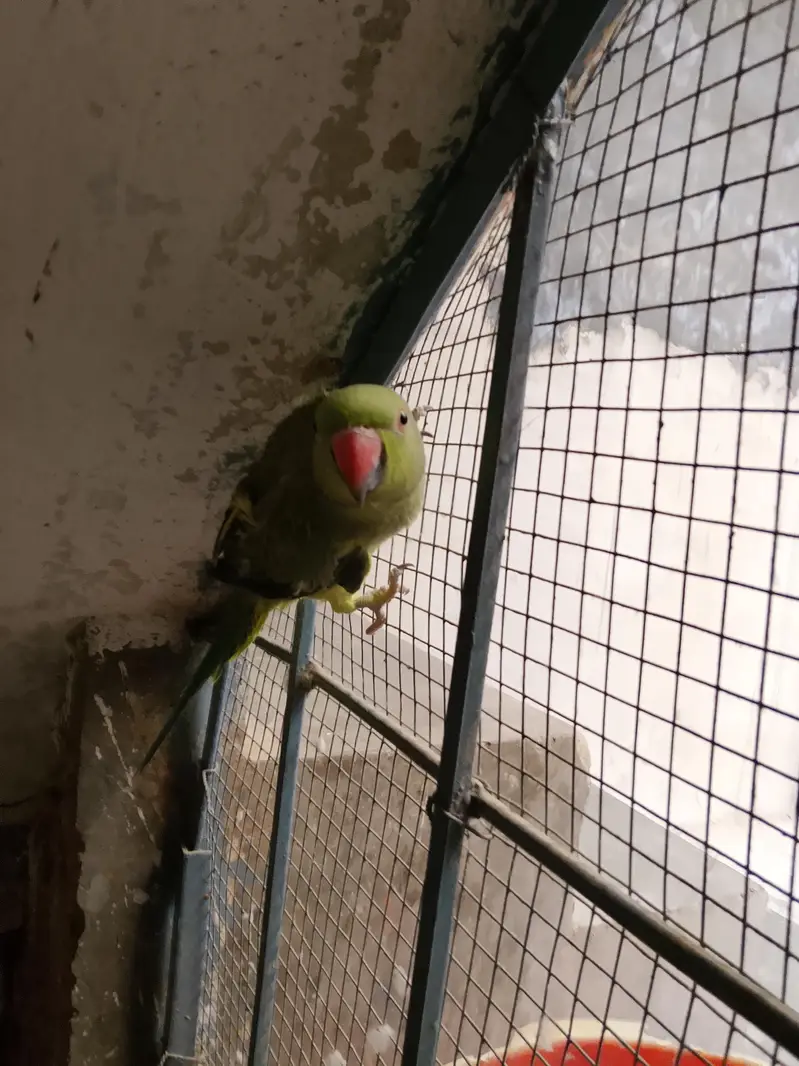 ringneck — photo 3