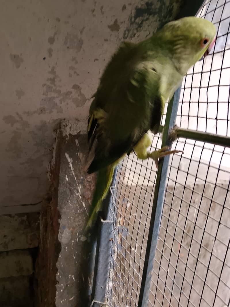 ringneck 3