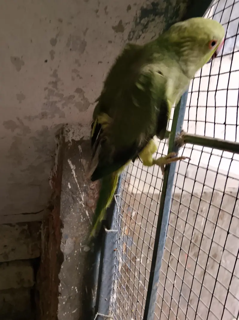 ringneck — photo 4