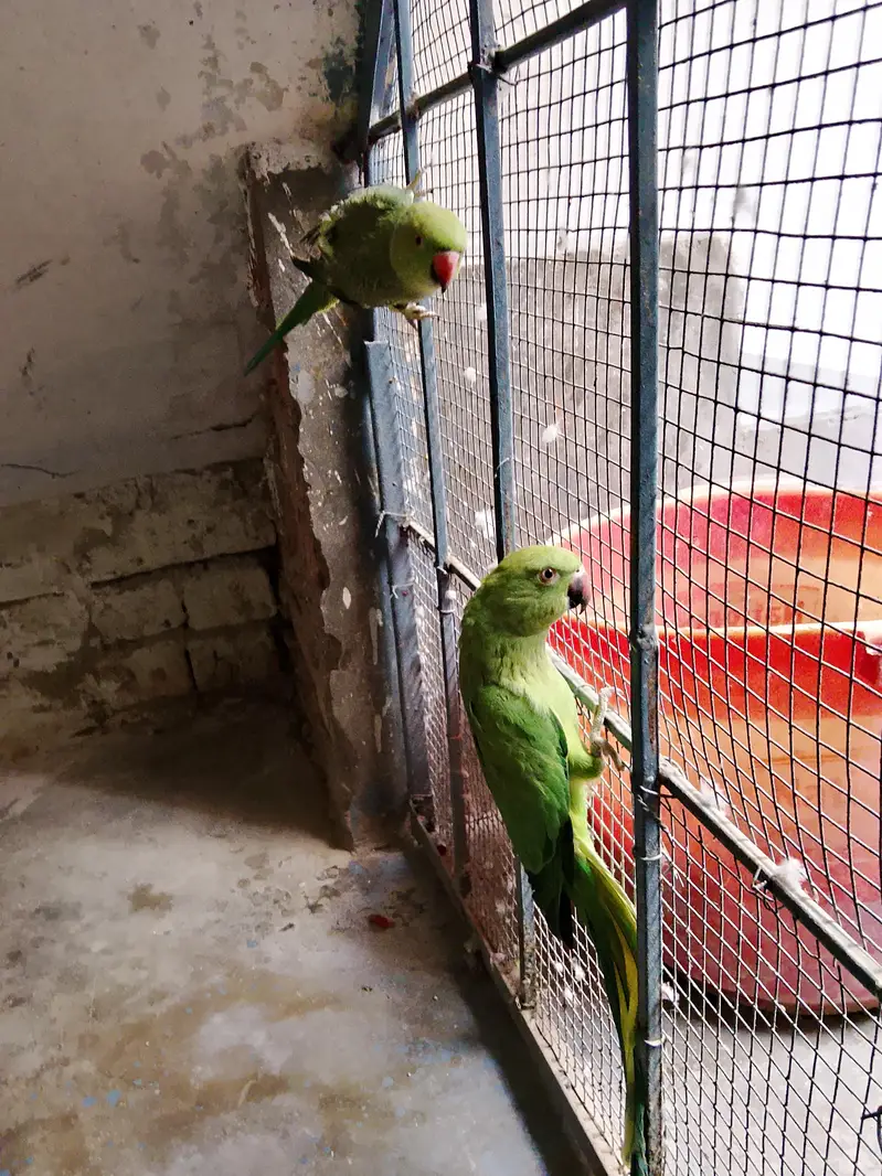 ringneck — photo 5