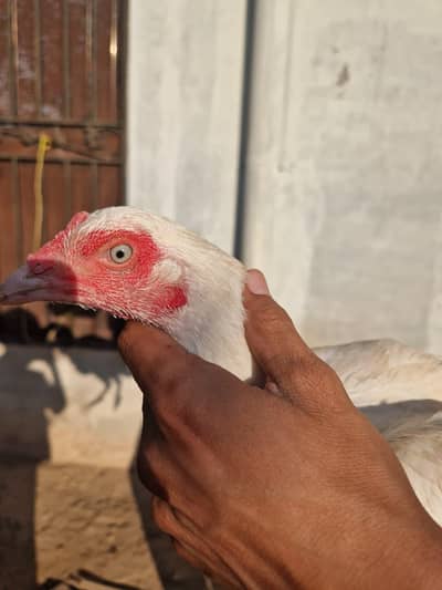 Heera pair for sale