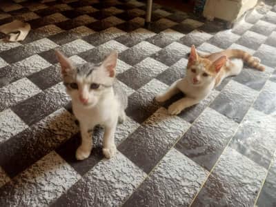 Cats for free
