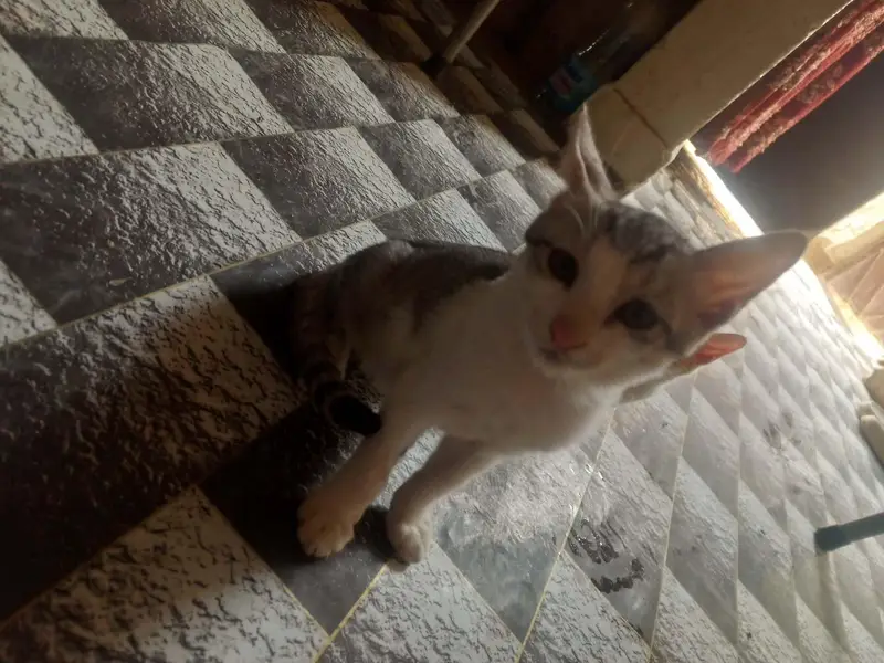 Cats for free — photo 2