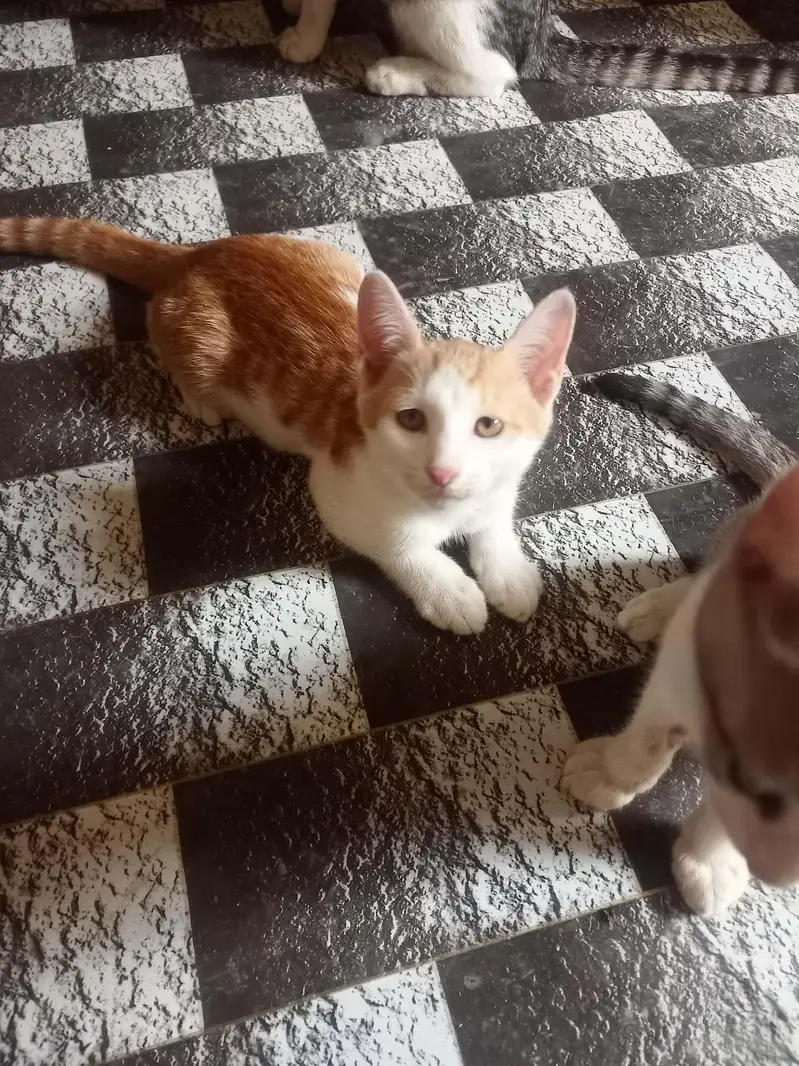 Cats for free — photo 3