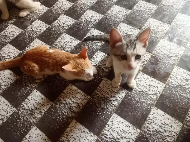 Cats for free — photo 4