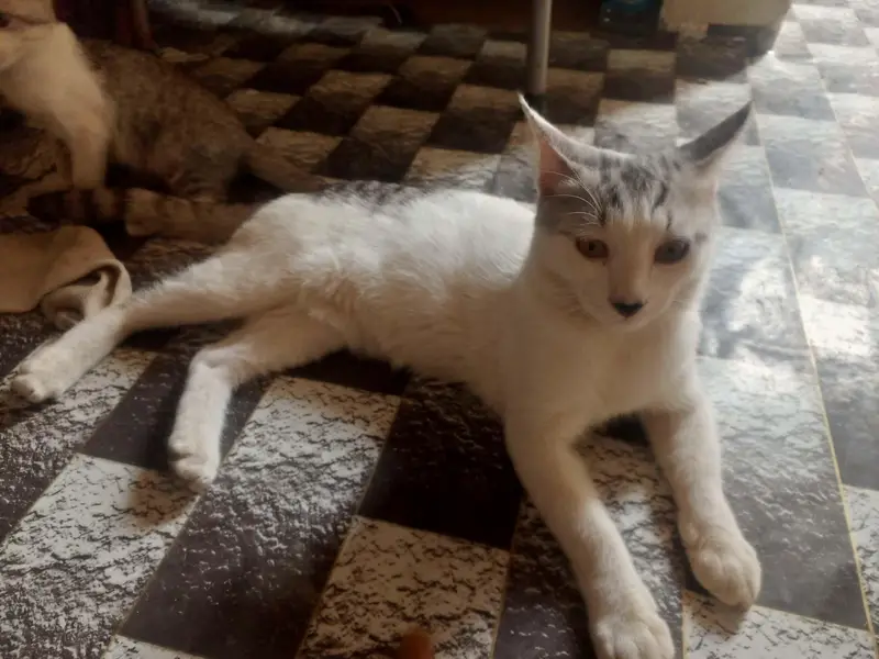 Cats for free — photo 5