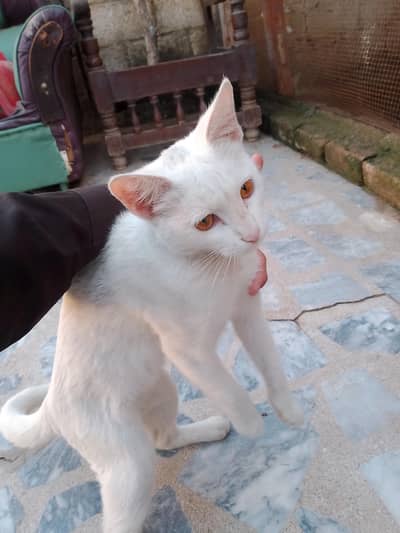 one cat