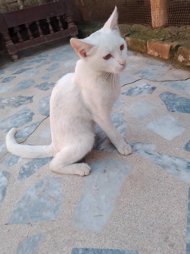 one cat 1