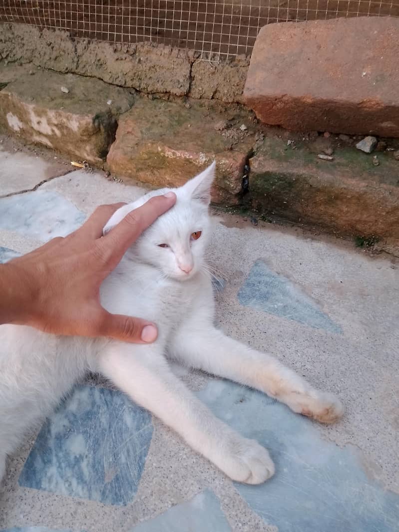 one cat 2