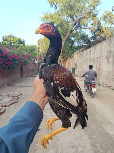 pure aseel chicks for sale