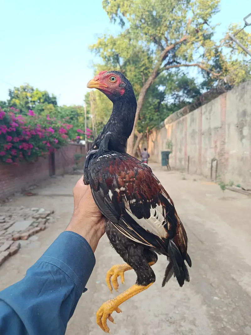 pure aseel chicks for sale — photo 2