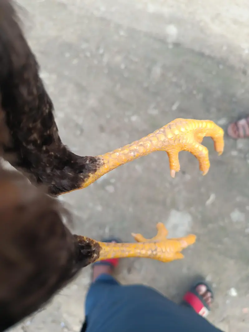 pure aseel chicks for sale — photo 3