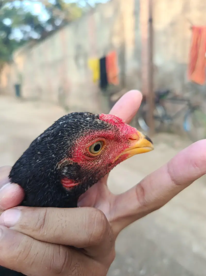 pure aseel chicks for sale — photo 4