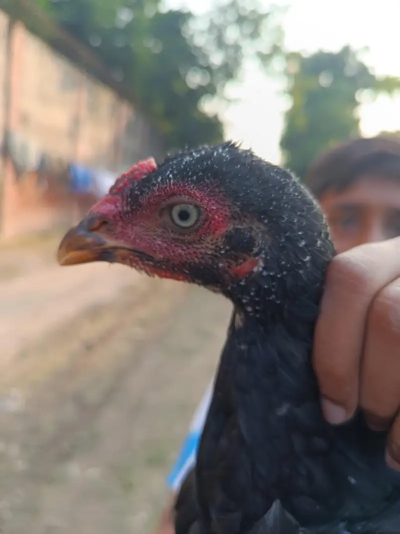 pure aseel chicks for sale — photo 5