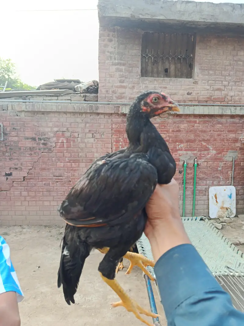 pure aseel chicks for sale — photo 6