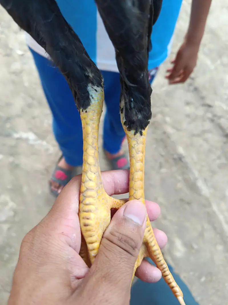 pure aseel chicks for sale — photo 7