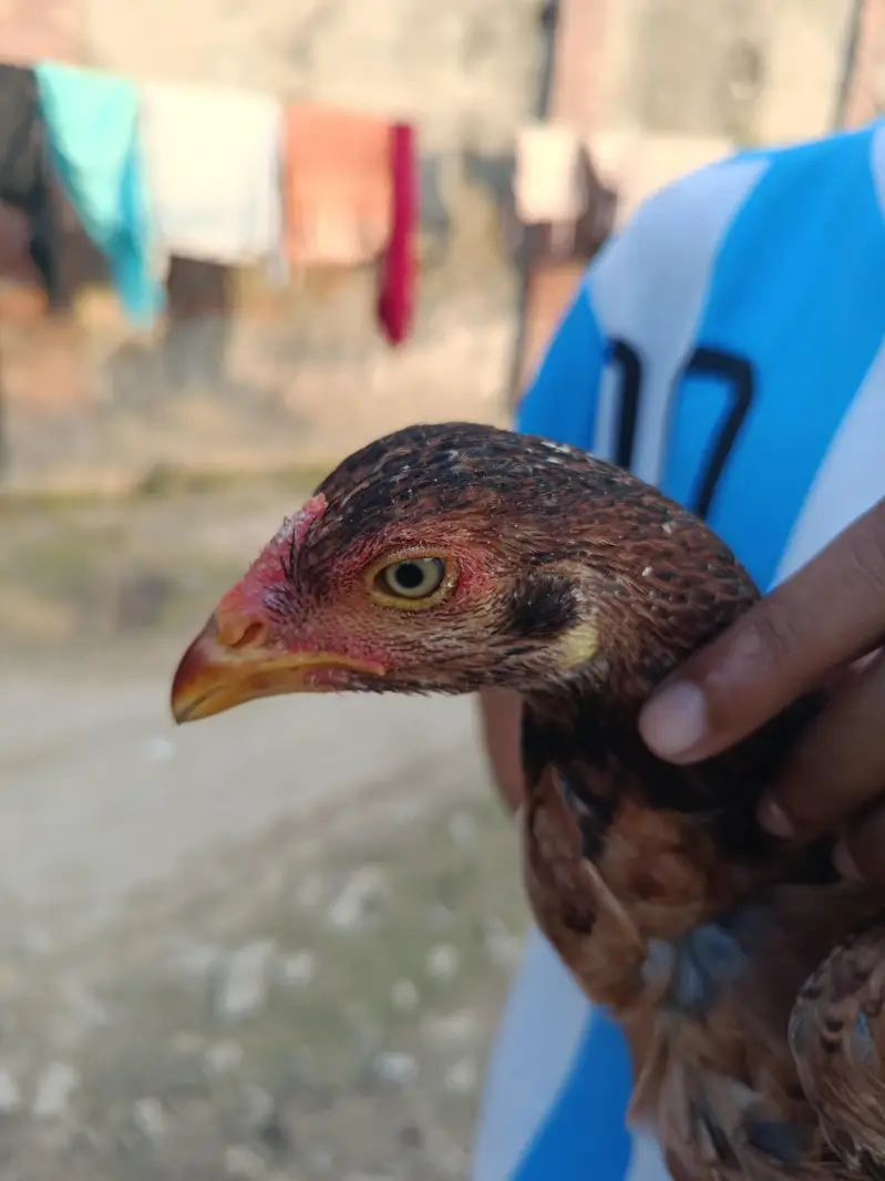 pure aseel chicks for sale — photo 8