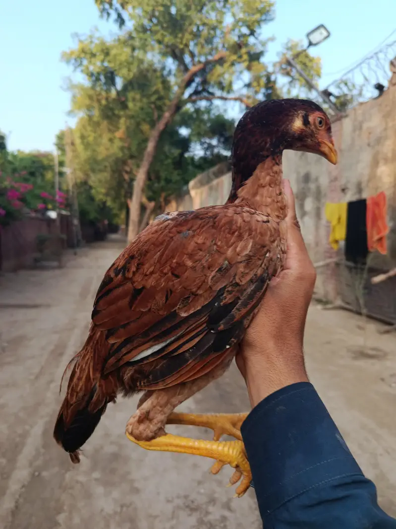 pure aseel chicks for sale — photo 9