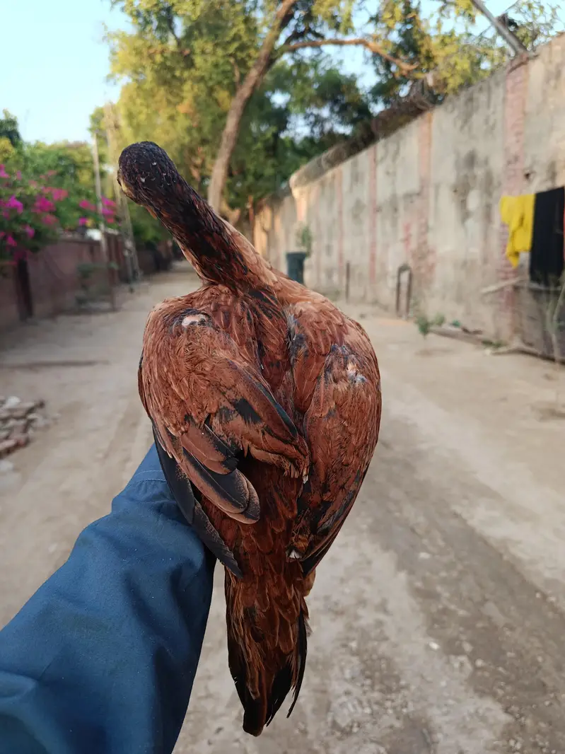 pure aseel chicks for sale — photo 10