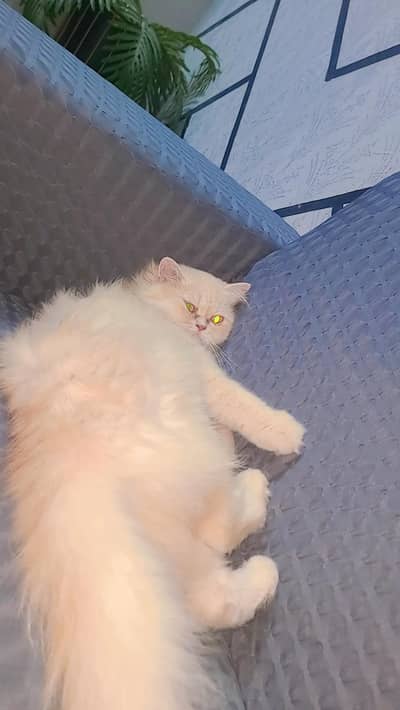 Pure pachan  face  female Cat For sale