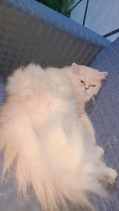 Pure Punch face female Cat for sale