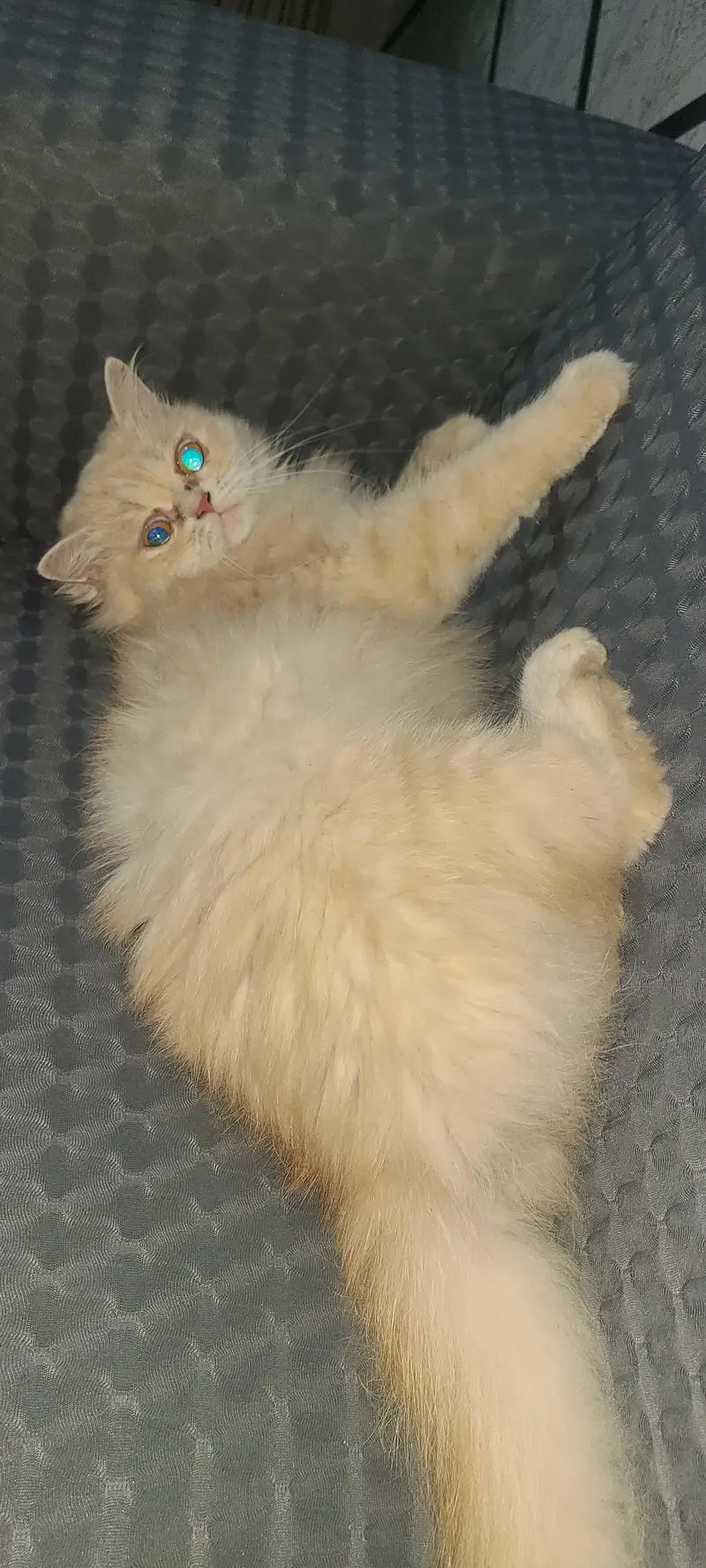 Pure Punch face female Cat for sale — photo 3