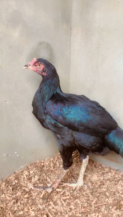 Hen Aseel female for sale