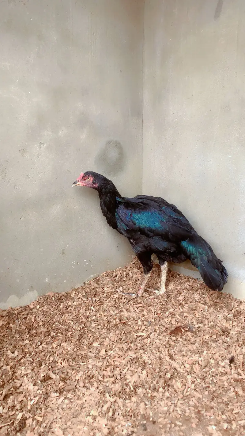 Hen Aseel female for sale — photo 2