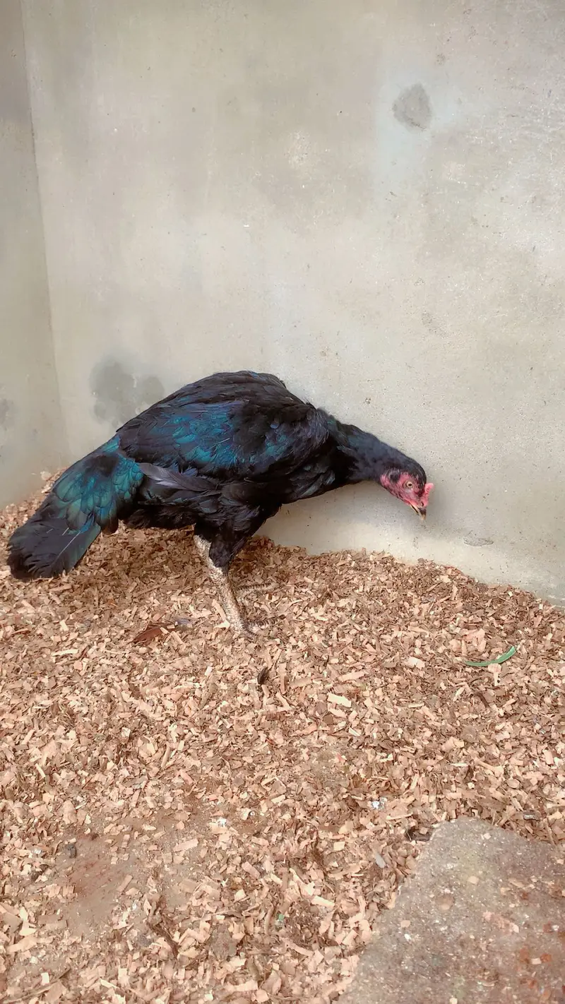 Hen Aseel female for sale — photo 3