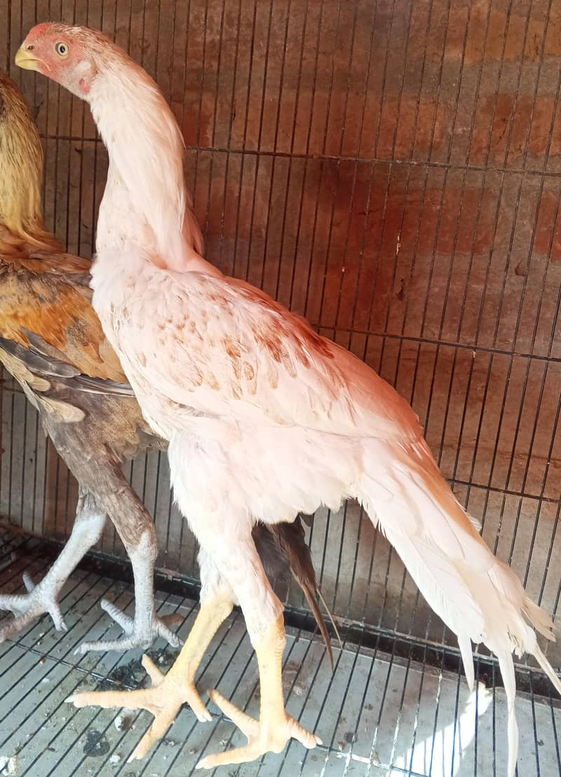 long hight 0