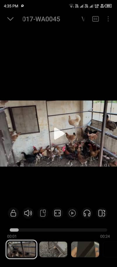 desi hens
