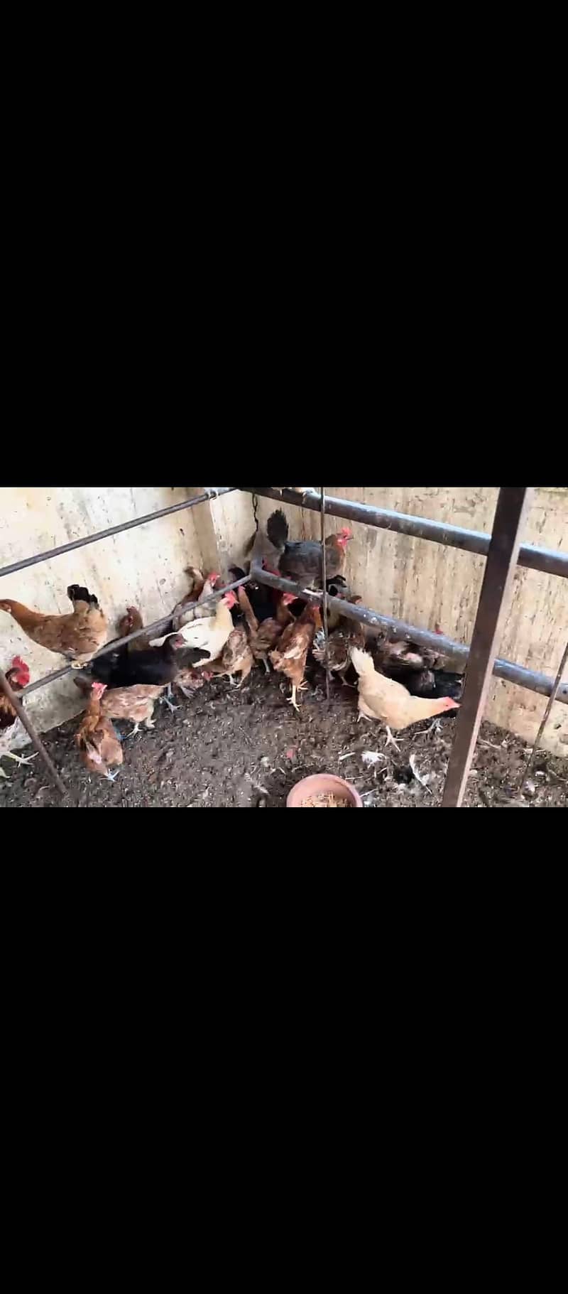 desi hens 1