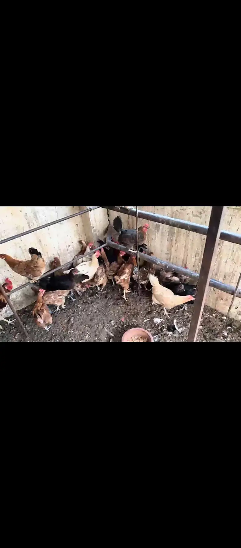 desi hens — photo 2