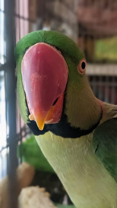 Male Kashmiri Parrot for Sale
