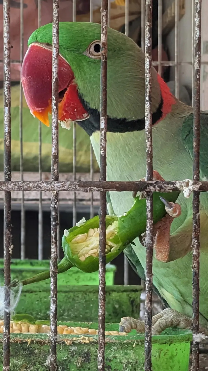 Male Kashmiri Parrot for Sale — photo 2