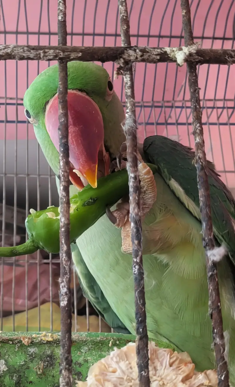 Male Kashmiri Parrot for Sale — photo 3
