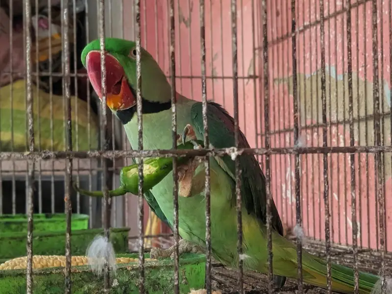 Male Kashmiri Parrot for Sale — photo 4