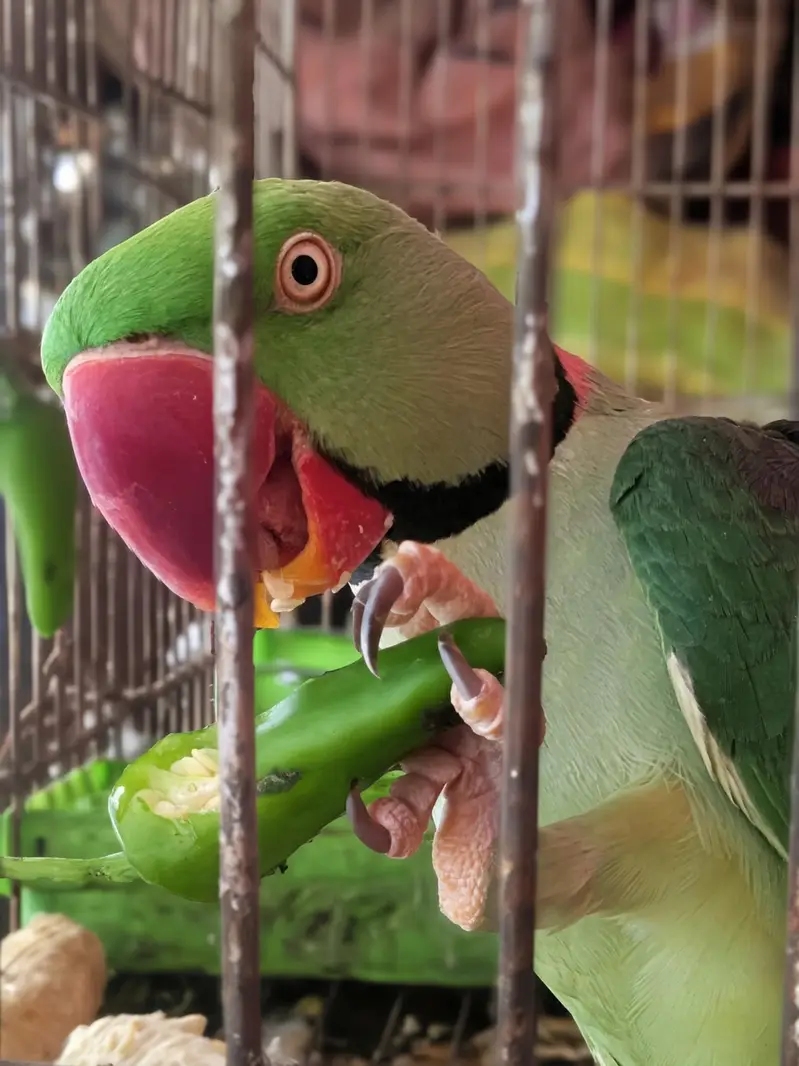 Male Kashmiri Parrot for Sale — photo 5