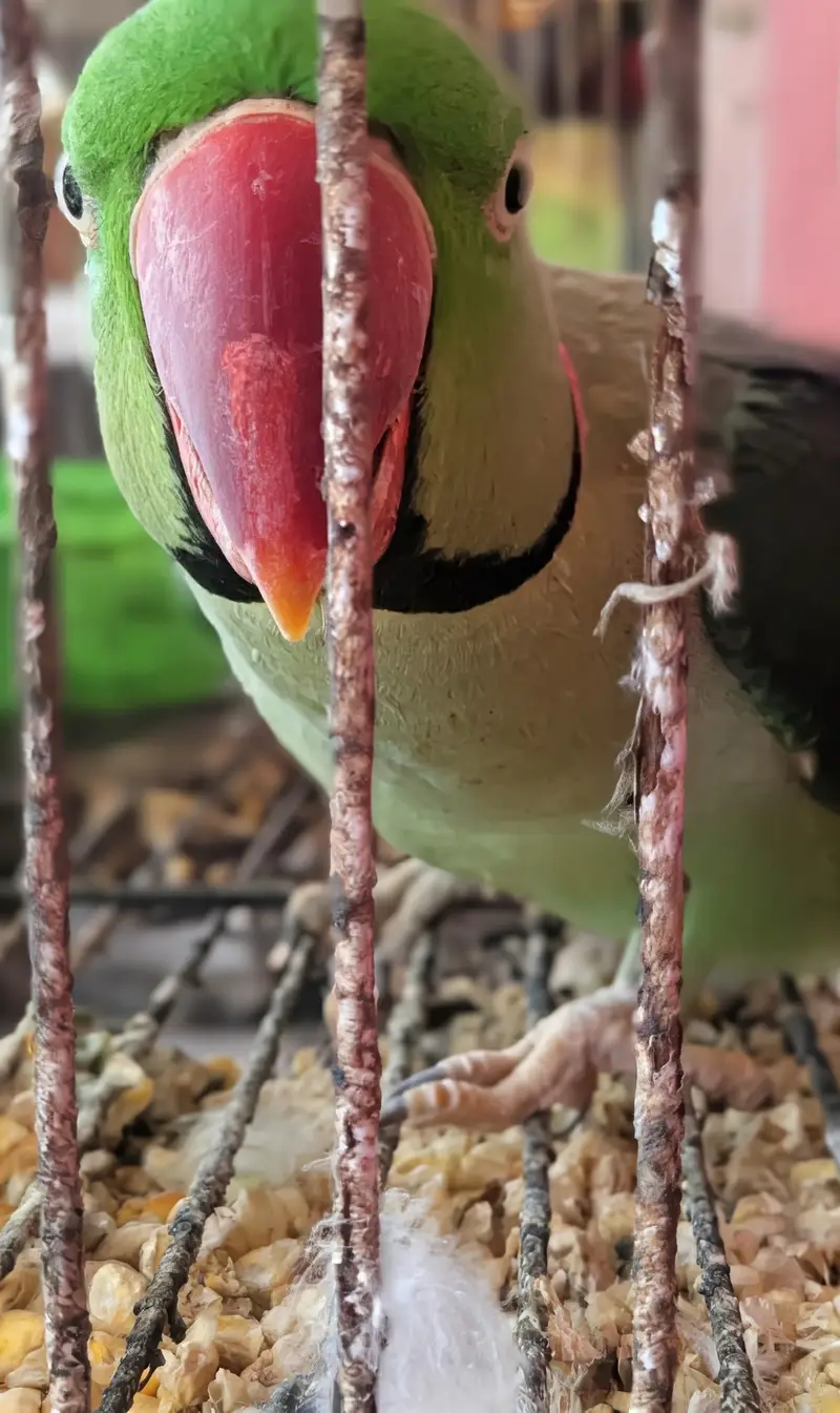 Male Kashmiri Parrot for Sale — photo 6