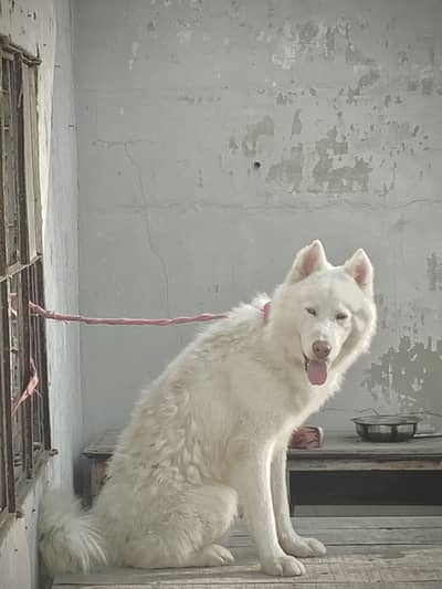Snow White pure siberian husky confirm stud male hai & stud available