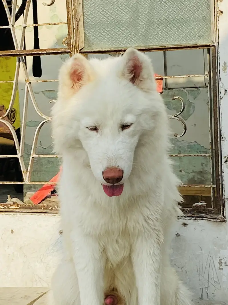 Snow White pure siberian husky confirm stud male hai & stud available — photo 3