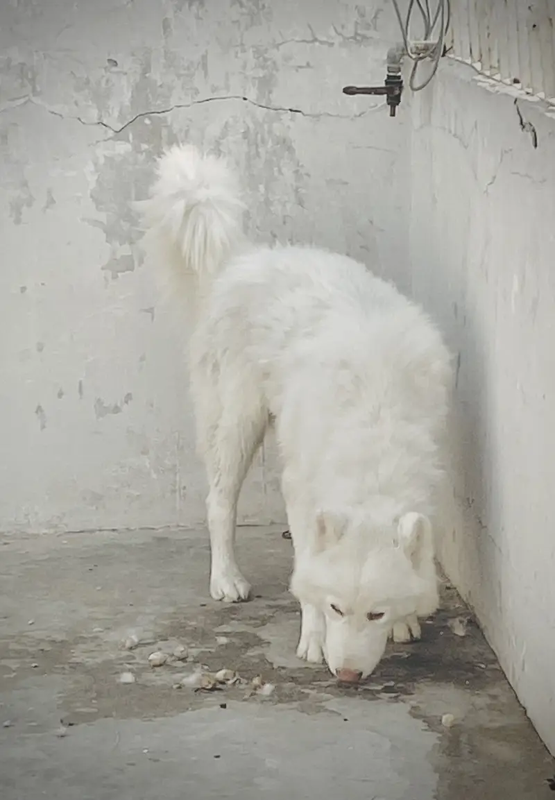 Snow White pure siberian husky confirm stud male hai & stud available — photo 4