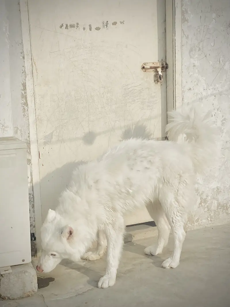 Snow White pure siberian husky confirm stud male hai & stud available — photo 5